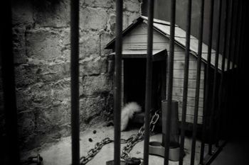 doghouse | The Mafia escape room